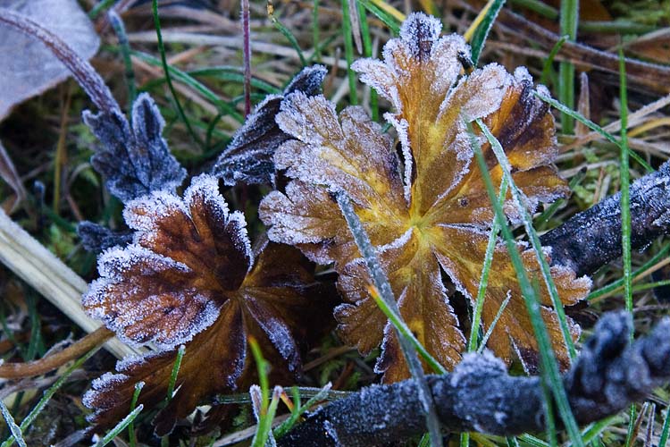 Frosty Leaves