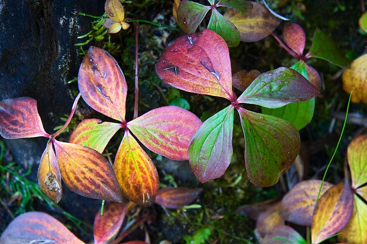 Multi-Coloured Leaves