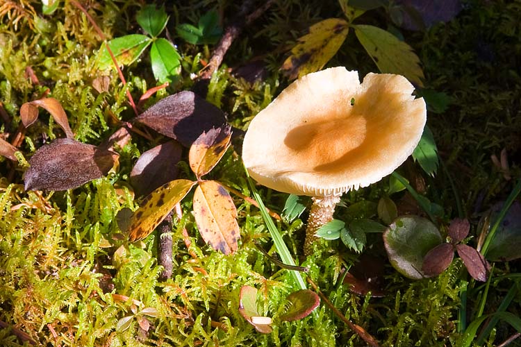 Mushroom 