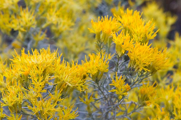 Wildflowers