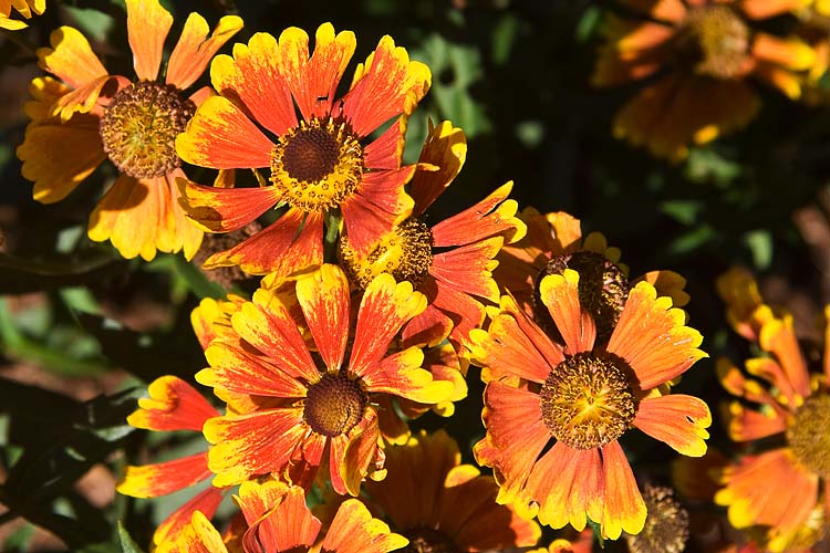 Blanket Flowers