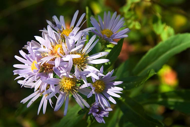 Fall Asters