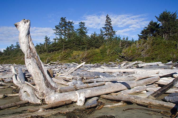 Giant Driftwood