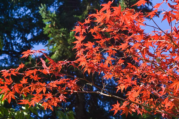 Red Maples