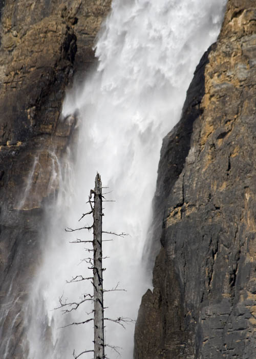 Dead Tree