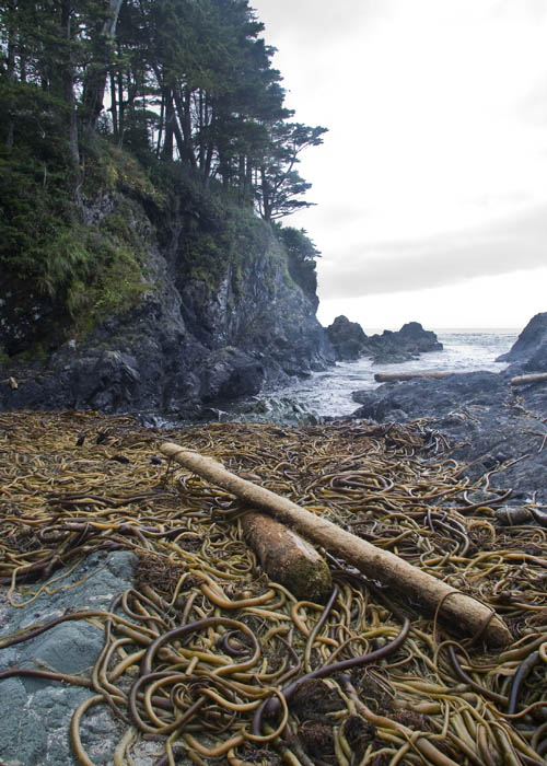 Piles of Kelp