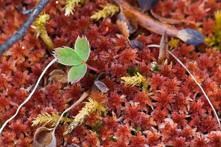 Red Moss with Strawberry Leaf