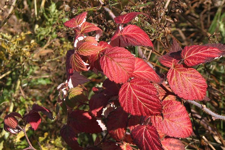 Red Raspberries