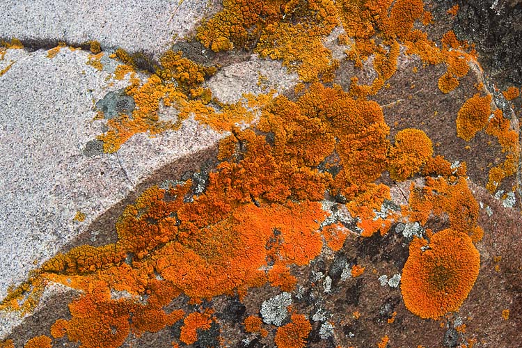 Orange Lichens