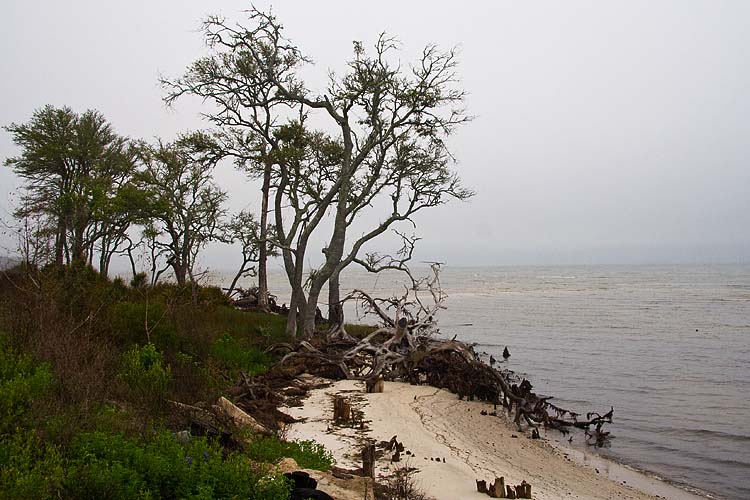 Trees Along Shore