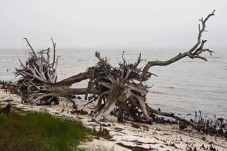 Gnarly Roots