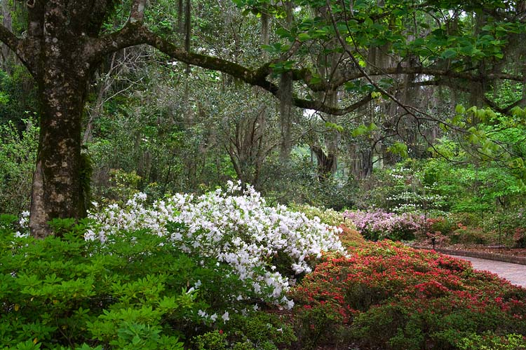 Azaleas