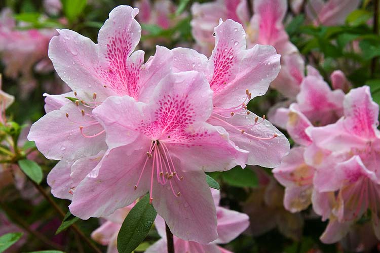 Pink Azaleas