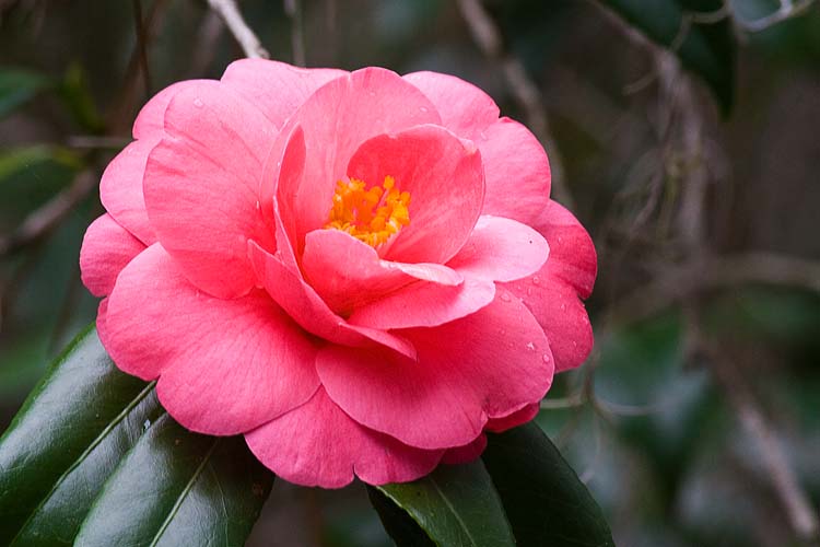 Camelia