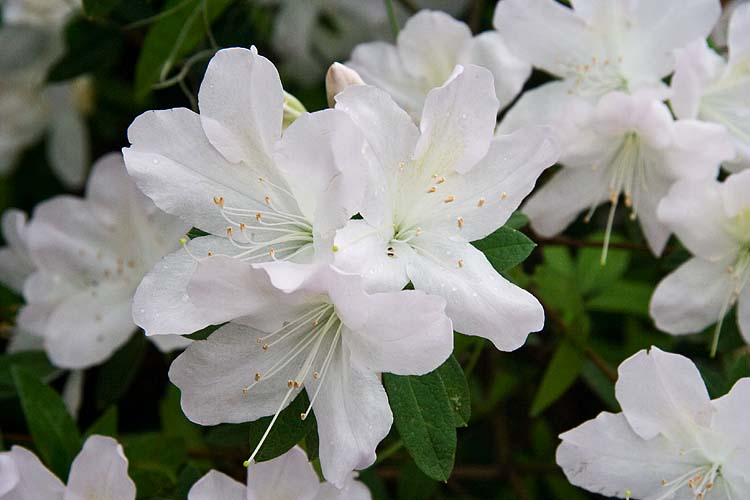 White Azaleas