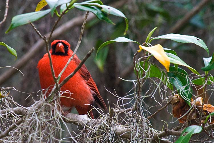 Cardinal