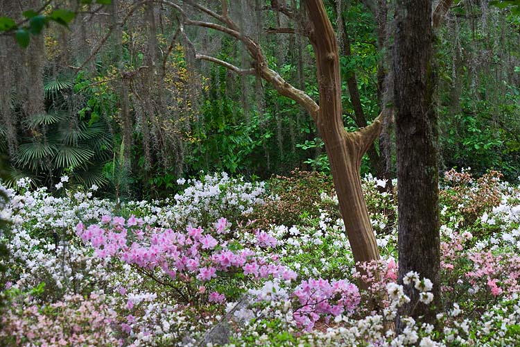 Pink and White