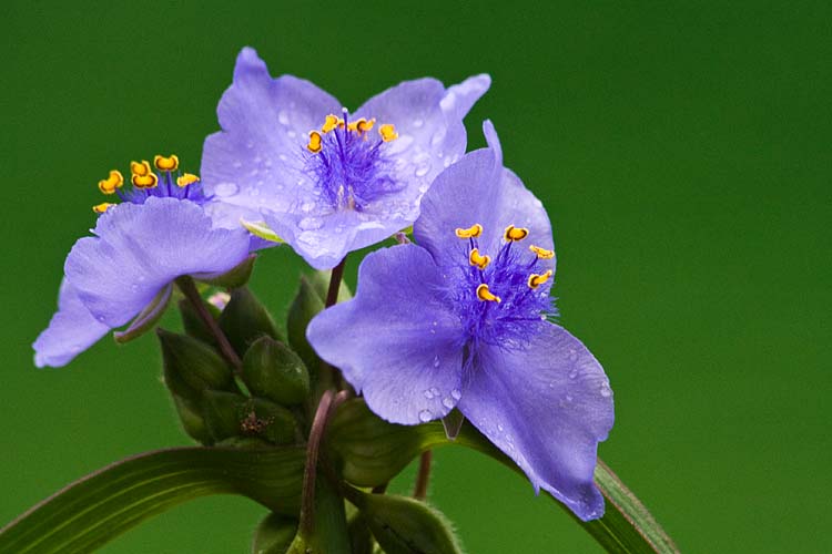 Blue Flowers