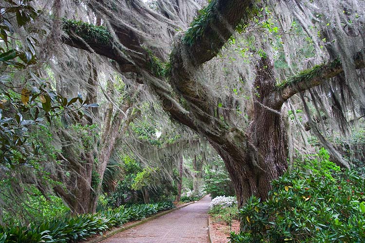 Spanish Moss