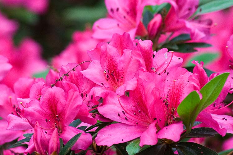 More Azaleas