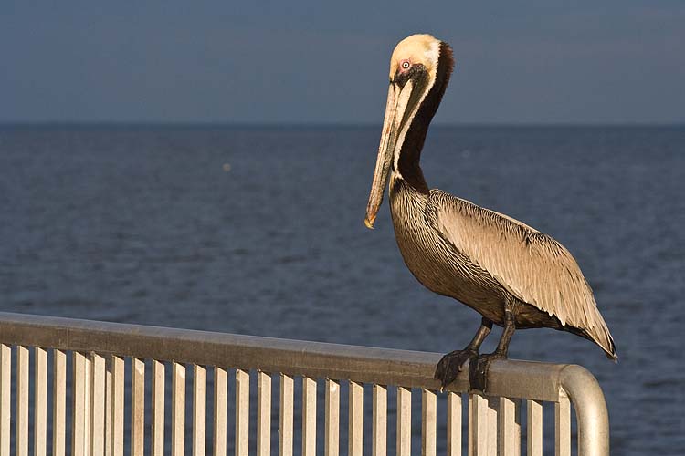 Pelican on the Railing