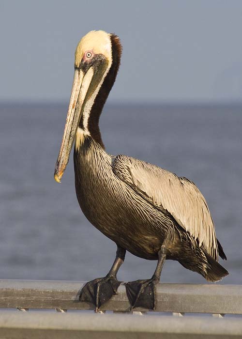 Brown Pelican