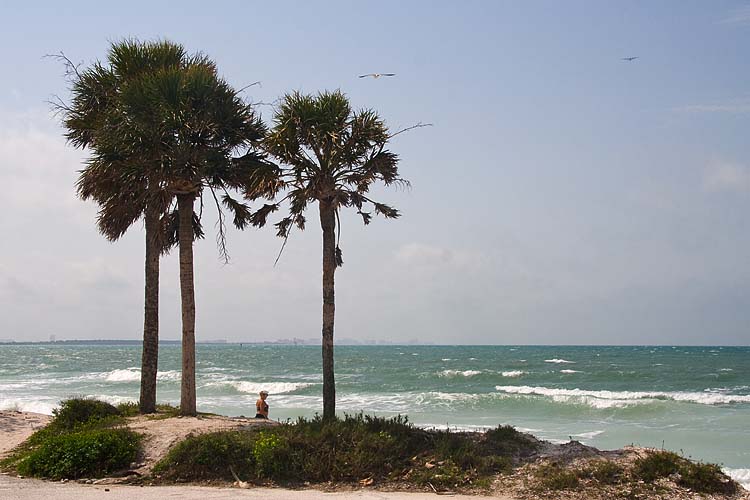 Palms Along the Gulf