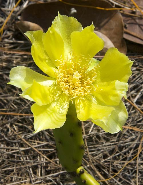 Another Blooming Cactus