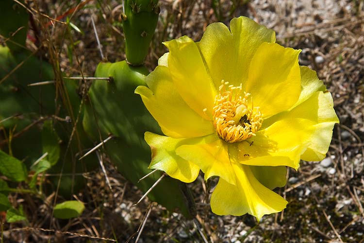 Yellow Prickly Pear