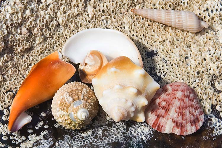 Shell Collection 