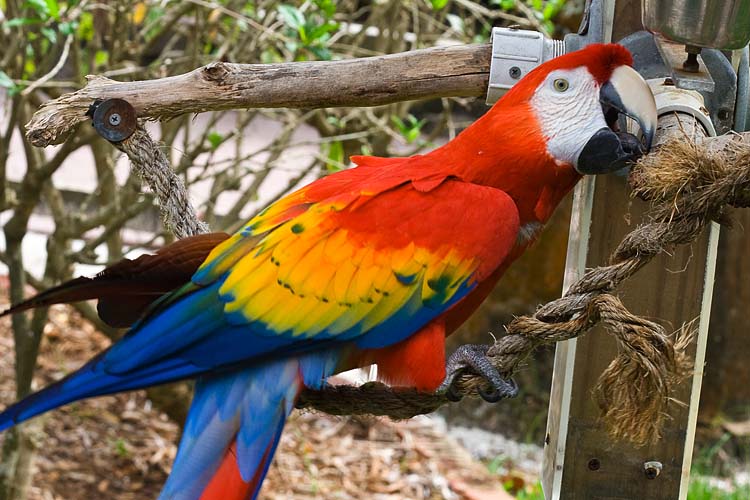 Macaw