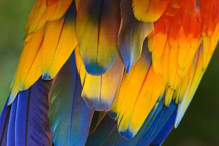 Colourful Feathers