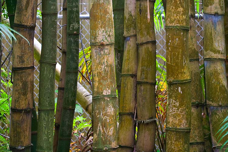 Bamboo Wall