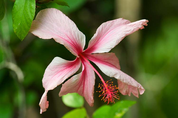 Hibiscus