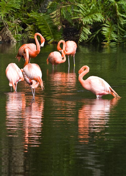 Flamingo Lagoon