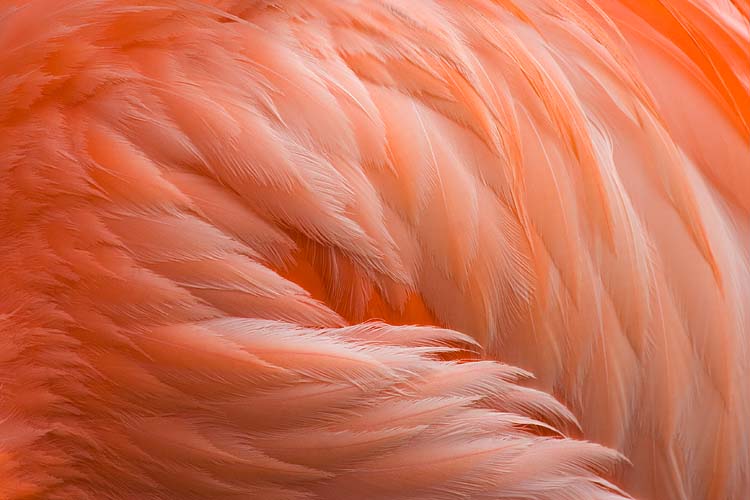 Orange Feathers