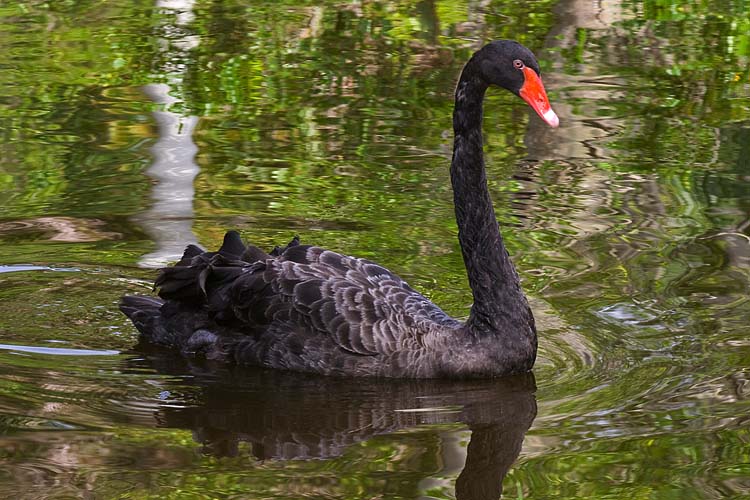 Black Swan