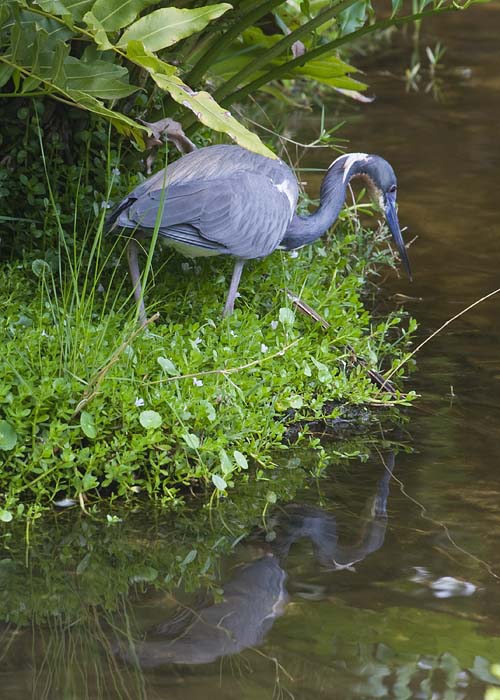 A Heron