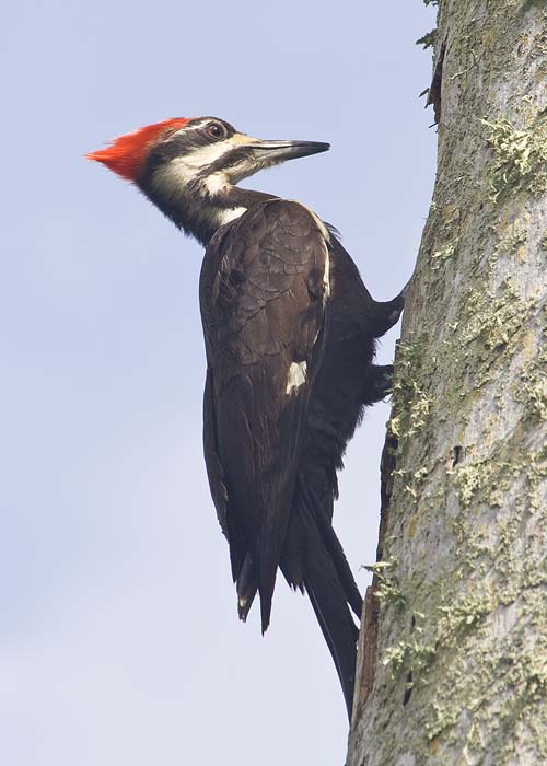 Woodpecker