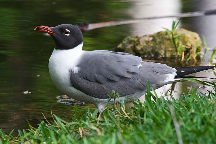 Sabine's Gull