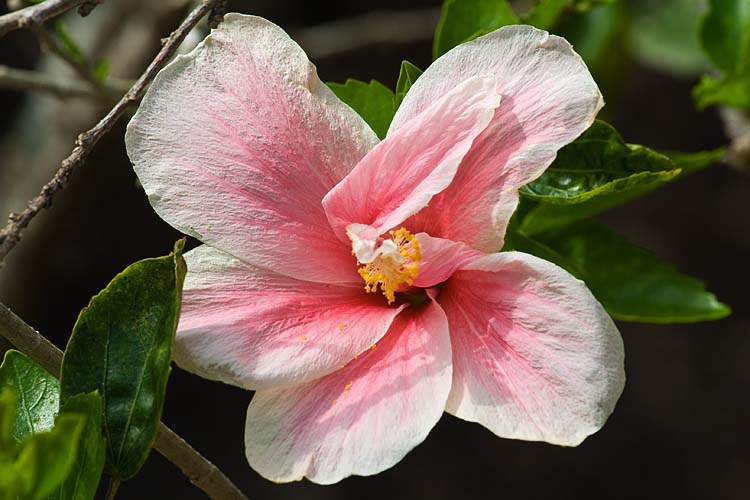 Pink Hibiscus