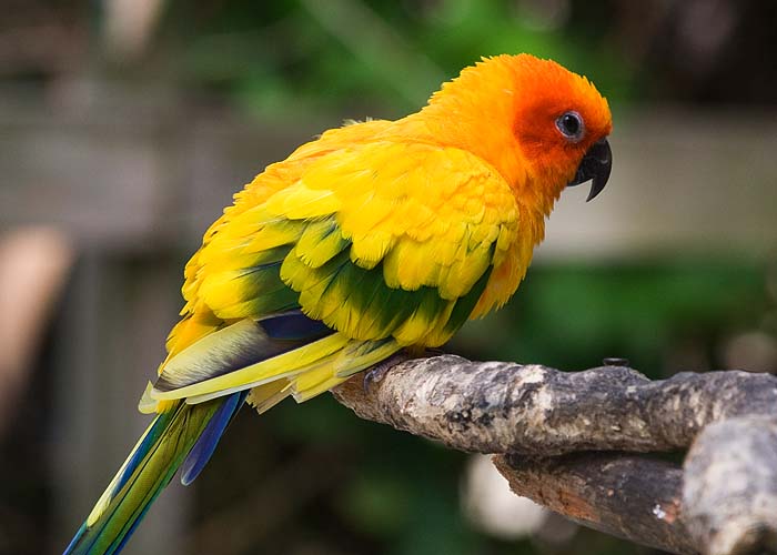 Small Yellow Parrot