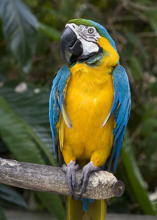 Blue & Yellow Macaw