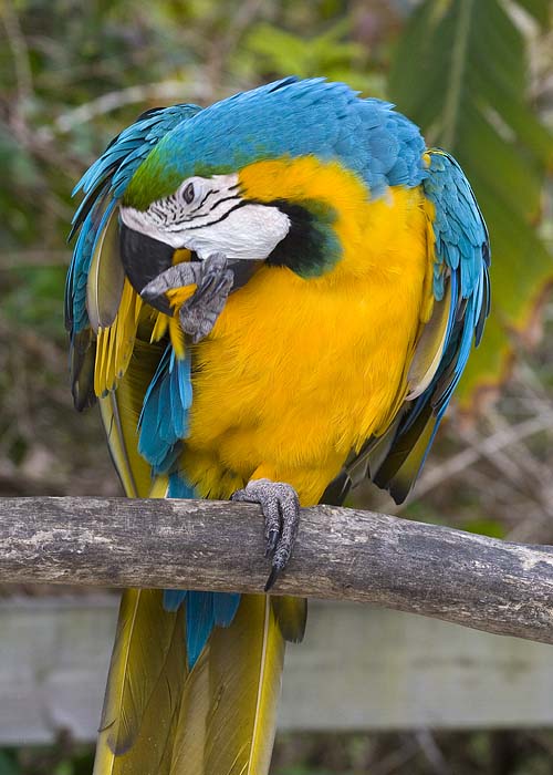 Preening Macaw