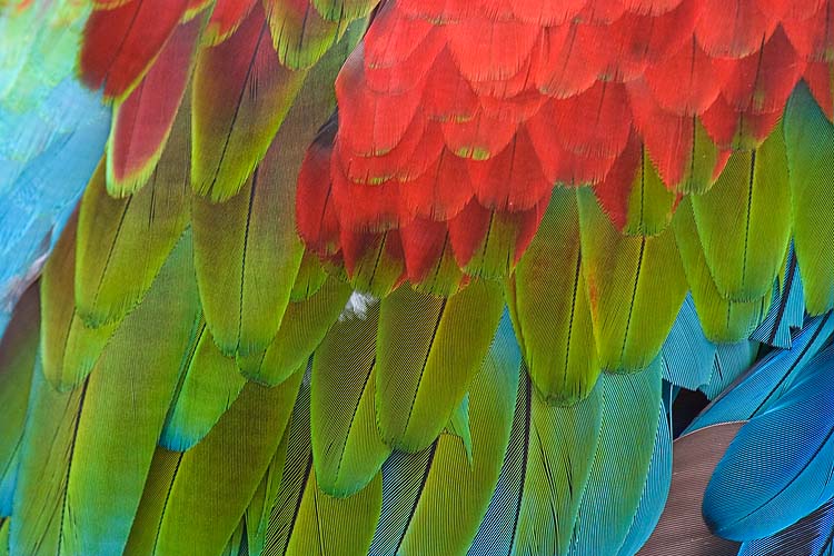 Macaw Wing Feathers