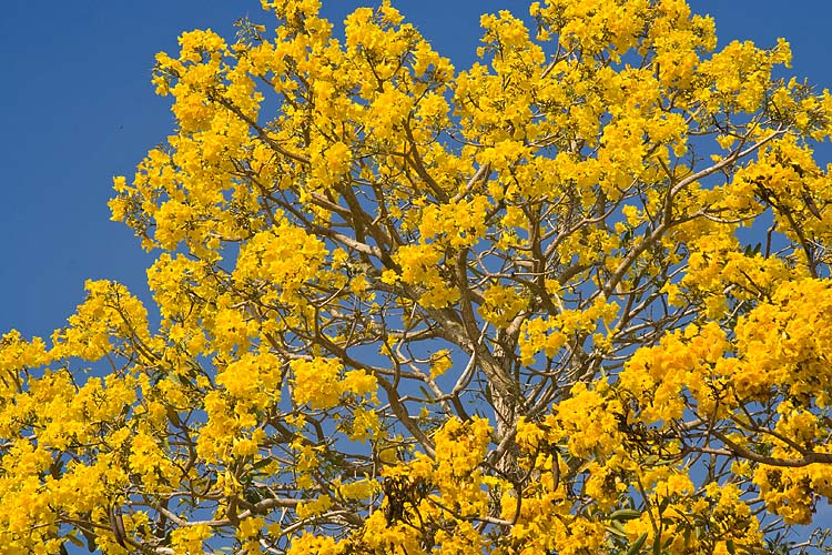 Yellow Tree