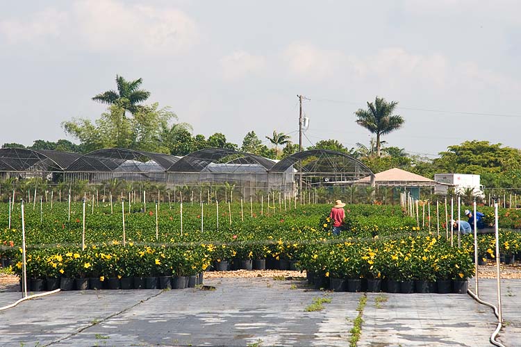 Hibiscus Farms