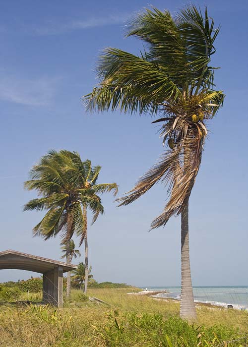 Palms in the Breeze