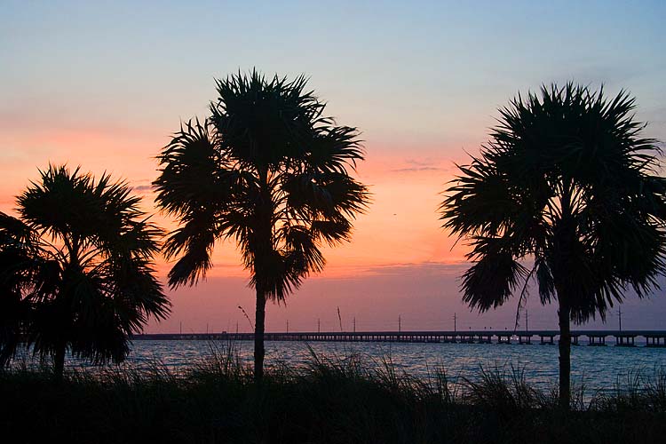 Palms in the Sunset