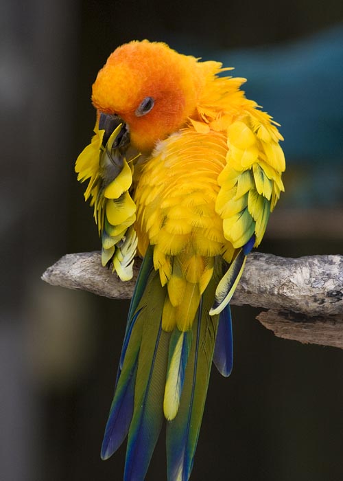 Golden Parrot